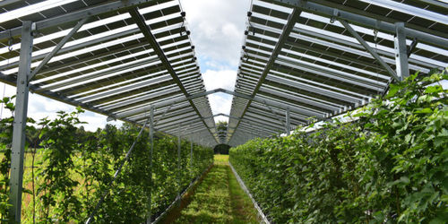 Dernières nouvelles de l'entreprise Le solaire à petite échelle est bon pour l'environnement, mais l'agrovoltaïque pourrait être mieux